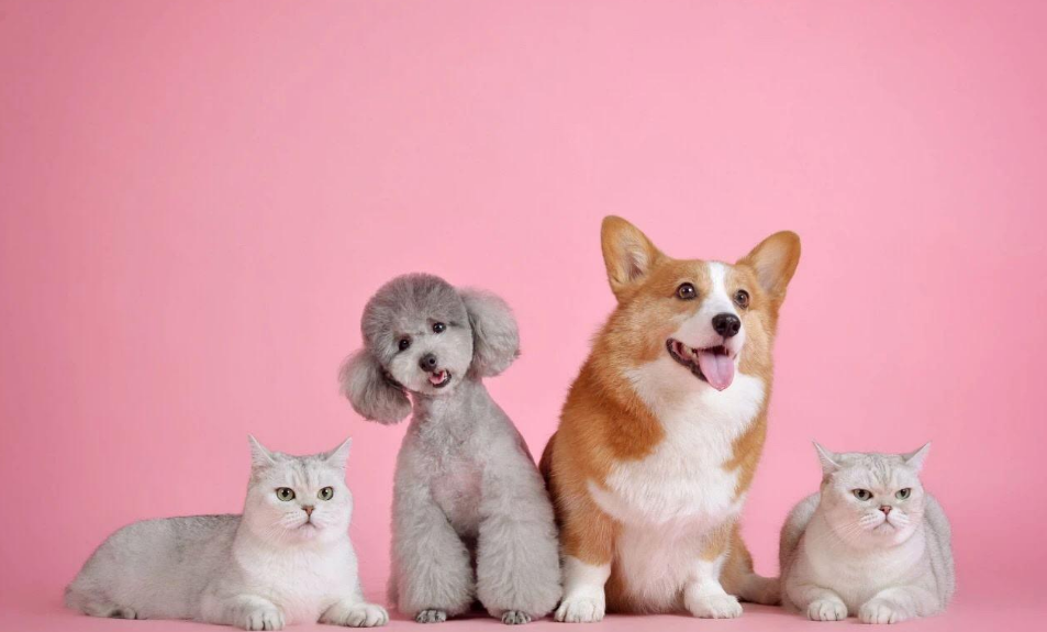 用AI把宠物主变成每月付费会员跨境电商学什么-宠物电商